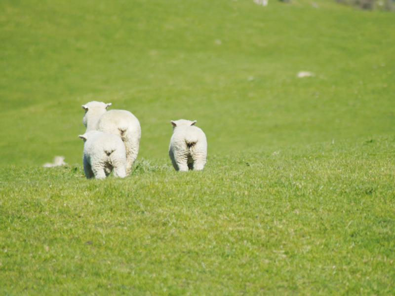 Die Landwirtschaft in Neuseeland lebt hauptsächlich von der Schafzucht