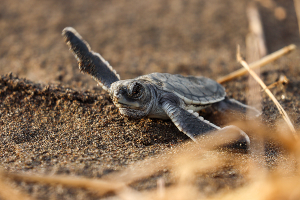Ein besonderes Highlight einer Costa Rica Reise ist das Beobachten von Schildkröten im Tortuguero