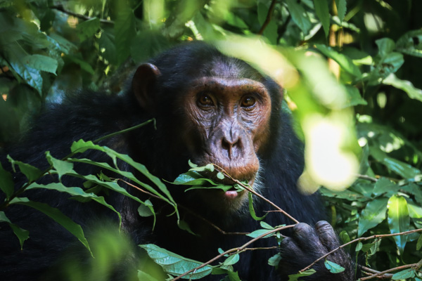 Beim geführten Schimpansen-Tracking im Murchison Falls Nationalpark