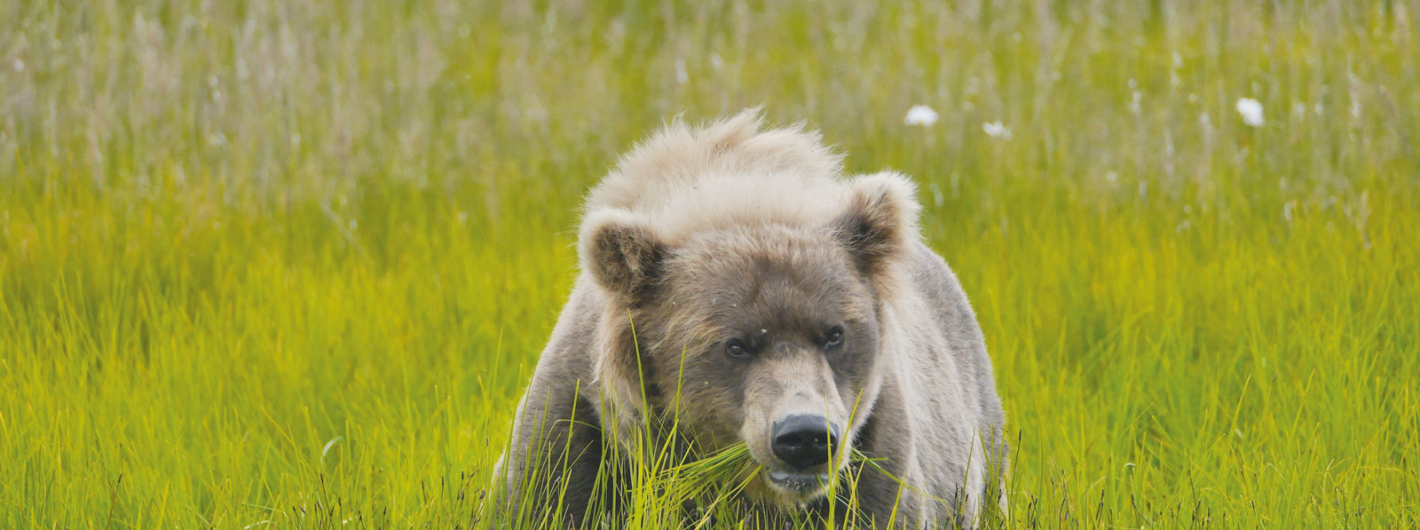 Der größte Erlebnis einer Alaska Rundreise ist die Begegnung mit einem Grizzlybären