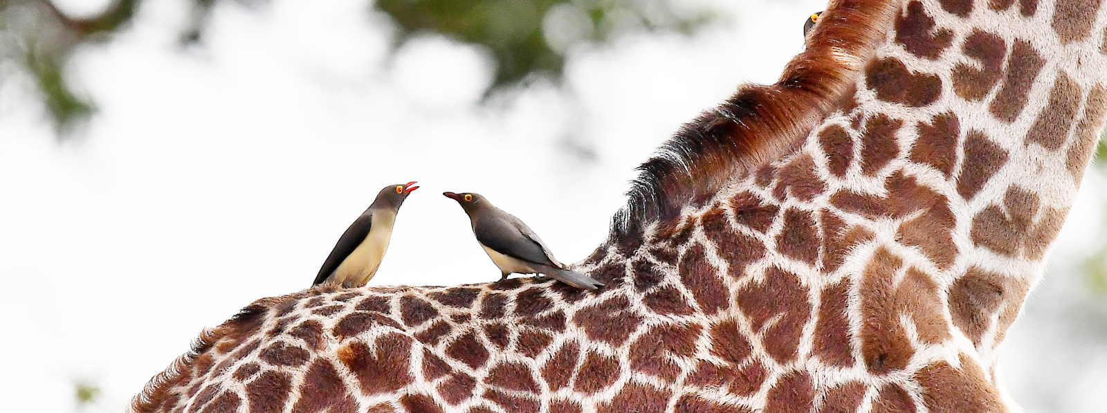 In Tanzania treffen wir auf Giraffen, Elefanten, Löwen und Leoparden