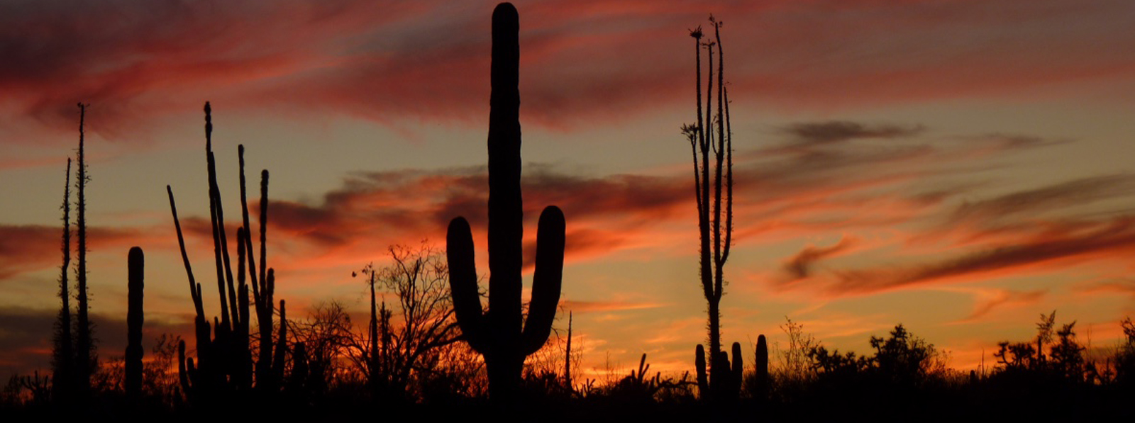 Bei der Baja California Reise übernachten wir in Zelten inmitten der Kakteen und freien Natur