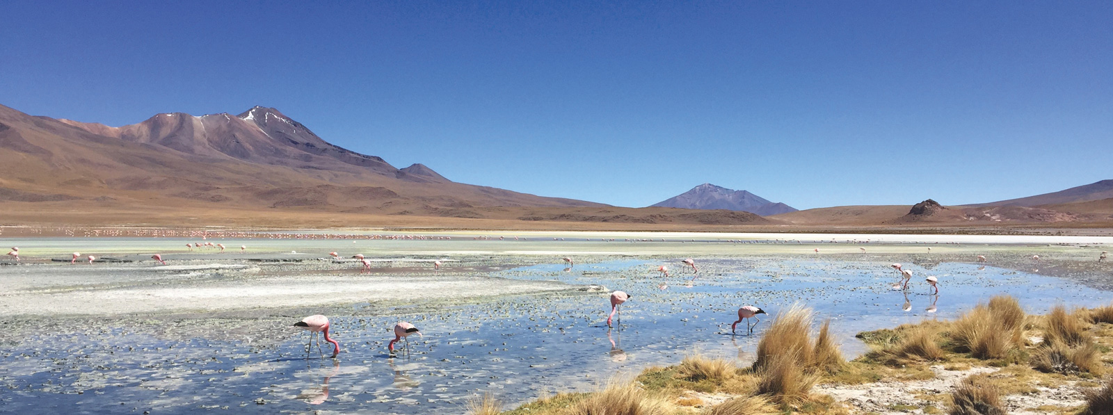 Ein Farbenspiel aus rosaroten Flamingos und einer leuchtenden Lagune in Bolivien