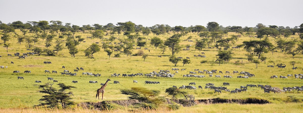 Eine Safari in die Serengeti zur Tierbeobachtung ist ein Highlight einer jeden Tanzania-Reise