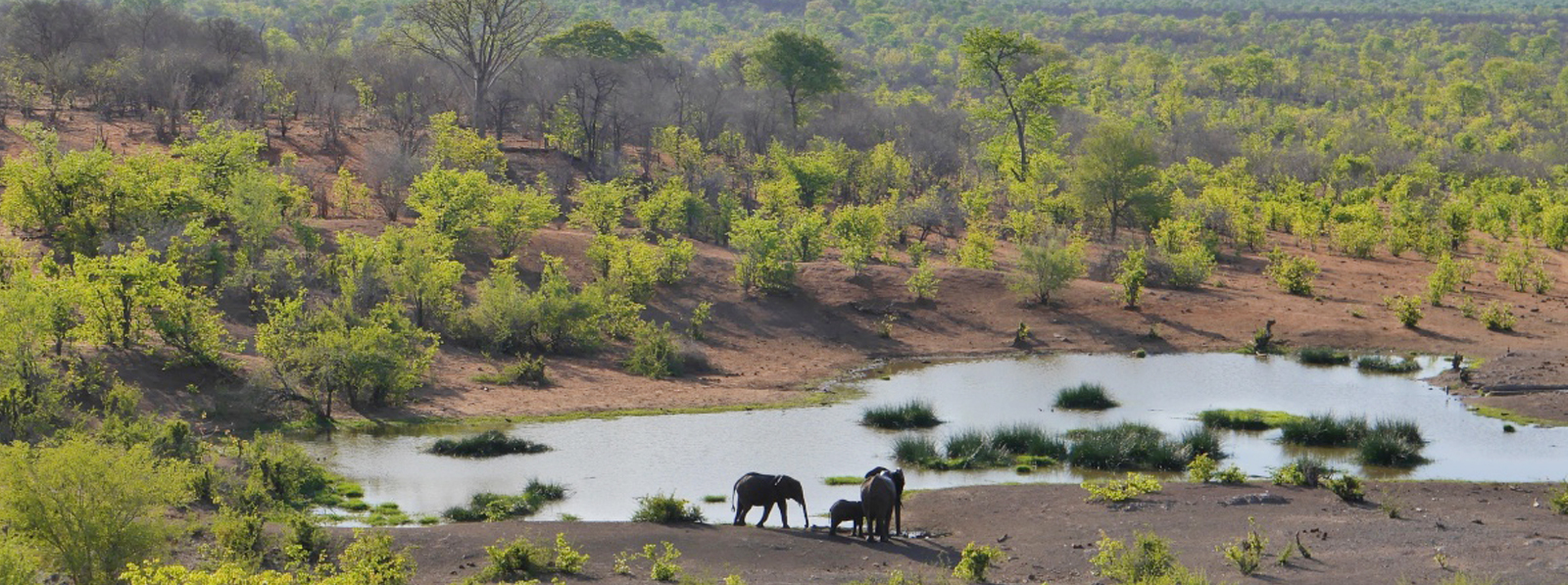 In der Serengeti gibt es neben Gnus und Zebras auch zahlreiche Elefantenherden